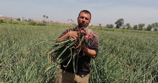 مصلحة الجمارك تبدأ تطبيق السماح بتصدير البصل للخارج دون قيود