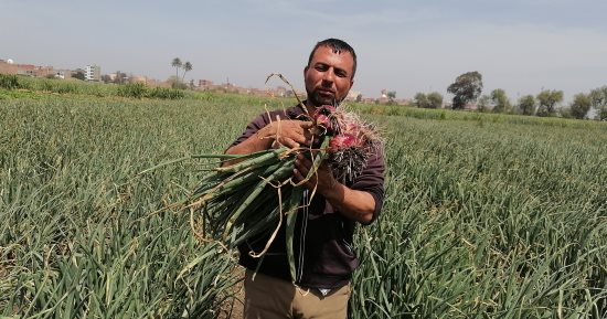مواعيد زراعة البصل فى الوجهين القبلى والبحرى