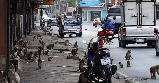 تايلاند تضع خطة لإنهاء الحرب الأهلية مع القردة بعد سنوات من المواجهات