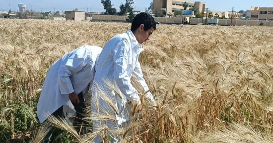 بدء موسم الحصاد بمزارع مدارس شمال سيناء الزراعية