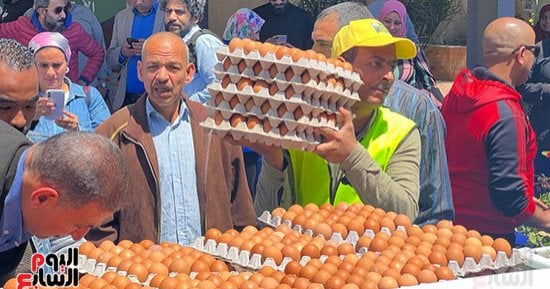 حصاد الوزارات.. وزارة الزراعة تطرح بيض المائدة بـ120 جنيها للكرتونة × 7 محافظات