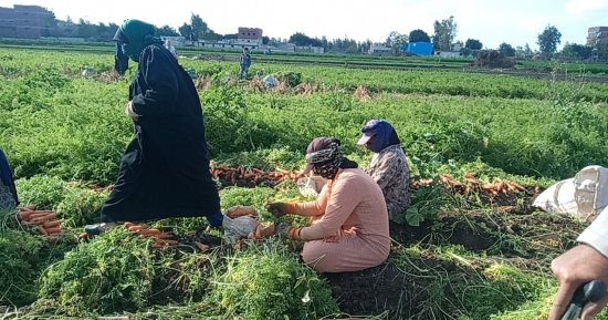 مزارع الخير بالمنوفية تساهم فى توفر السلع بأسعار مخفضة.. المحافظ: نقدم الدعم الكامل لتحقيق التوسع فى الرقعة الزراعية وتنوع إنتاجها لسد الاحتياجات.. ووكيل وزارة الزراعة: ارتفاع نسب التصدير عن العام الماضى.. صور
