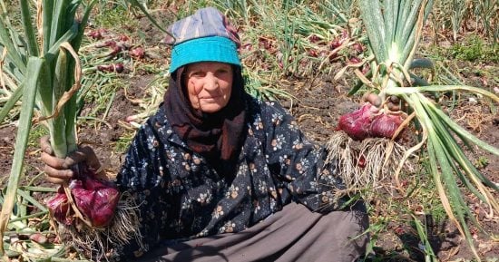 الكنز الأحمر نور الغيطان.. موسم انطلاق حصاد البصل بالشرقية
