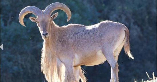 722 نوعا من الحيوانات مهددة بالانقراض فى العالم بينها 11 فقط فى مصر.. النمر السيناوى والرخمة المصرية والكبش الآروى والغزال والقروش الأبرز.. السلحفاة الأقل حظا لصغر حجمها.. والتغيرات المناخية أبرز الأسباب