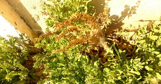 صيدليات الطبيعة بالوادى الجديد كنوز لا تقدر بثمن دون استغلال.. عشبة الذكران المصدر الأشهر لبنج العمليات تنمو عشوائيا وتصنف من أخطر النباتات لسميتها الشديدة.. ويستخدمها المتخصصون فى علاج أمراض عديدة منها الشلل