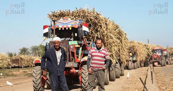 من الحقل للمستهلك..مراحل استخراج سكر القصب فى مصانع أسوان