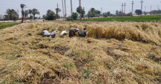 القمح منور الغيطان.. فرحة أهالى المنيا بموسم حصاد الذهب الأصفر.. فيديو