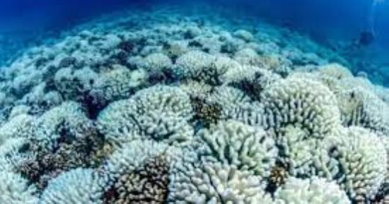 العلماء يحذرون من حدث تبييض المرجان العالمى على الأرض.. يعنى إيه؟