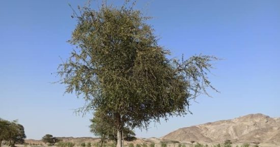 أودية النقاء والعزلة لأهل البادية بالصحراء الشرقية.. هيبا والدئيب وأبرق محطات الطيور المهاجرة.. طبيعة خلابة وأشجار نادرة.. تعشقها الحيوانات البرية لوفرة الغذاء.. وأغلبها يضم مخرات سيول.. صور