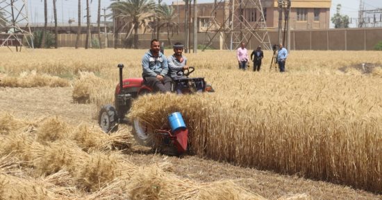 كيف حولت مصر مياه الصرف الزراعى إلى شريان حياة؟.. شق 12 ألف كيلومتر طرق وإنشاء مسار مائى بالصحراء الغربية.. زراعة 2.2 مليون فدان بالدلتا الجديدة.. وخبراء: رفع نسب الاكتفاء الذاتى من القمح لتصل إلى 70% فى 2030