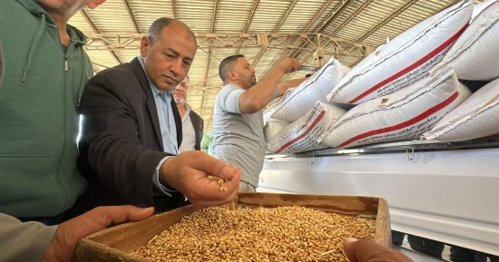 شاهد فرحة خلال توريد القمح فى مطحن بورسعيد