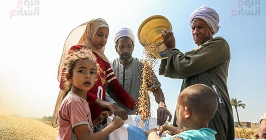 "الدهب الأصفر نور الغيطان".. بدء موسم حصاد القمح بالجيزة