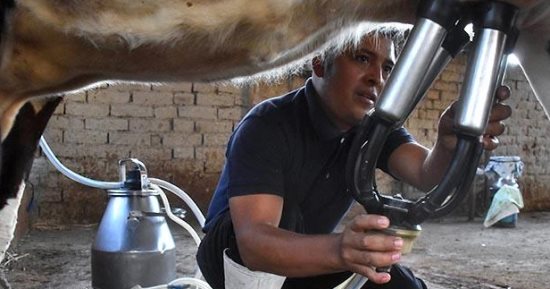 نقص كبير بإنتاج الحليب في بوليفيا بسبب الجفاف