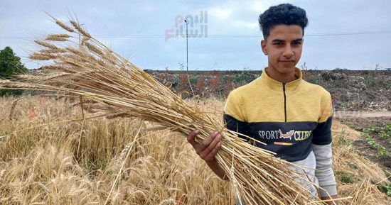 "القمح الليلة ليلة عيده" بداية موسم حصاد الذهب الأصفر بالشرقية
