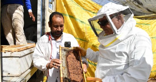 محافظ قنا يشهد إنتاج أول قطفة عسل نحل "شمر" ضمن مشروعات الأمن الغذائي