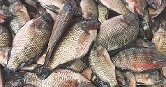 سمك الجوابى الأخضر.. عشق خاص لأهالى محافظات القناة.. لايف