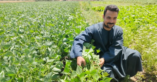 عمرك شفت بيزرعوا الفاصوليا إزاى؟.. تفاصيل زراعة المحصول بالغربية.. فيديو