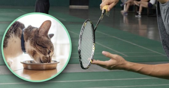 قطة تتسبب فى شلل لاعب كرة ريشة والمحكمة تأمر صاحبها بدفع تعويض