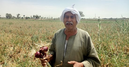 أقل سعر بصل فى مصر.. الأحمر بـ4 جنيه بس فى بنى سويف "فيديو"