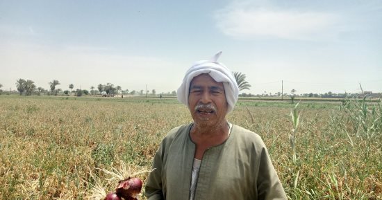 انخفاض سعر البصل فى بنى سويف يضرب السوق المحلى.. يبدأ من 4 جنيهات.. أحد المزارعين: التنوع فى زراعته ساهم فى خفض السعر داخل الحقول الزراعية وإنتاجية هذا العام جيدة.. ووكيل الزراعة: نظمنا مدارس حقلية للمحصول