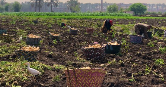 وزارة الزراعة تتابع عمليات حصاد البطاطس في المناطق الخالية من العفن البني