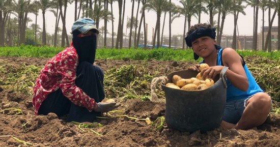 مصر تصدر 107 آلاف طن من البطاطس بقيمة 40 مليون دولار
