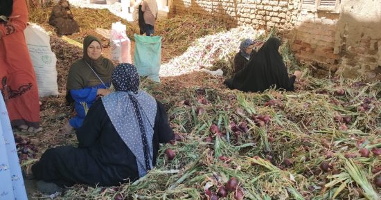 تعرف على تفاصيل الخريطة الصنفية لمحصول البصل ومواعيد زراعته