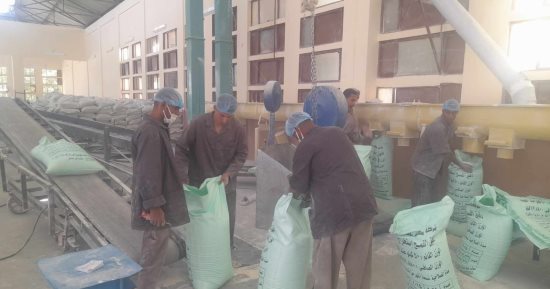 قنا اليوم فى عيد.. بدء توريد الذهب الأصفر للمطاحن.. فيديو