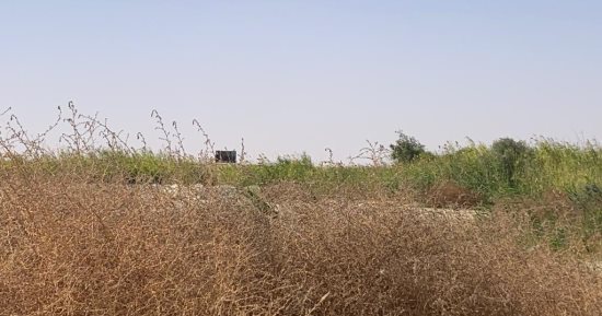 "الغابات الشجرية".. أشجار غير مثمرة يتم زرعتها على مياه الصرف الصحى بالبحر الأحمر وبيع أخشابها بعد ذلك.. تعتبر أهم وأكبر أماكن استقبال وتصفية المياه قبل نقلها لمحطة المعالجة الثلاثية