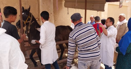 علاج 5599 طائرا وحيوانا خلال قافلة بيطرية مجانية بقرية ناهيا فى الجيزة.. صور