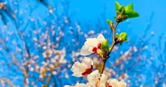 زهور المشمش نورت الغيطان..  بشاير المحصول الذهبى تزين مزارع القليوبية