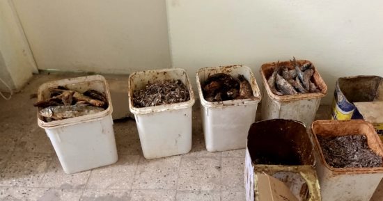 صحة سوهاج إعدام ربع طن أسماك مملحة خلال حملات إدارة مراقبة الأغذية