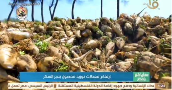 لجنة المبيدات تعتمد 19 مركبًا كيميائيًا لمكافحة الآفات فى بنجر السكر