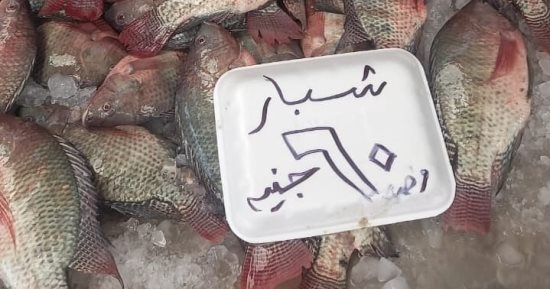 تخفيضات لأكثر من 30% بأسعار الأسماك في سوق بورسعيد.. فيديو وصور