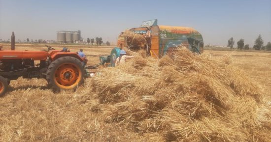 الزراعة تنظم يوم حصاد لحقول القمح المزروعة بالأساليب الموفرة للمياه بالدقهلية