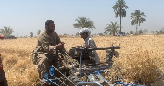 قنا تنجح فى تطبيق مشروع الزراعة الذكية لمحصول القمح.. إنتاجية الفدان الواحد وصلت لـ30 أردبًا فى مشروع مدرسة خزام الثانوية الزراعية و34 أردبًا ببئر عنبر.. وإطلاق نادى مزارعى مستقبل القمح لنقل الخبرات.. صور