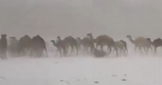 تداول فيديو لإبل تسير وسط الثلوج فى صحراء الطائف بالسعودية
