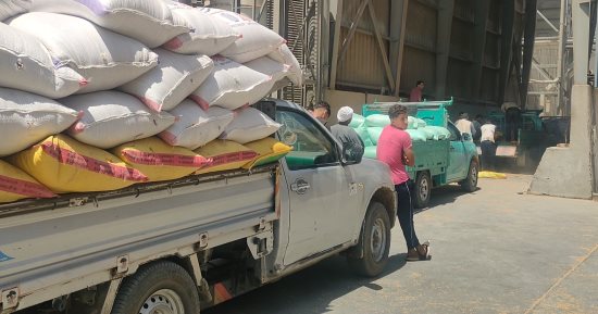 استلام أكثر من153.677 طن قمح بـ25 موقعاً بكفر الشيخ 