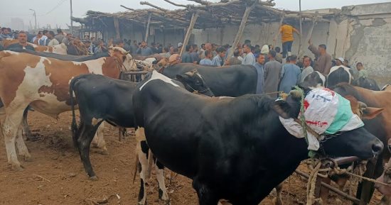 ناوى تضحى.. اعرف أهم أسواق الماشية فى أسيوط