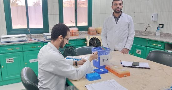 وزارة الزراعة: فحص 850 ألف طن بطاطس للتصدير منذ بداية العام