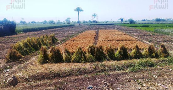 النباتات الطبية والعطرية أشهر الزراعات بالمنيا.. قرية صفط الغربية الأشهر فى زراعة الكمون والينسون.. مزارعون: الفدان ينتج من 900 إلى 1000 كيلو.. ووزارة الزراعة تقدم ندوات تثقيف وإرشاد للمزارعين