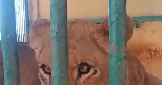تعالى نفرجك على بيت السباع بكفر الشيخ.. كل الأسر اتجمعوا حواليه وبيتصوروا