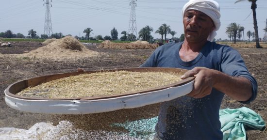 المقرقر .. نخالة الينسون والكمون فى حقول المنيا "صور"