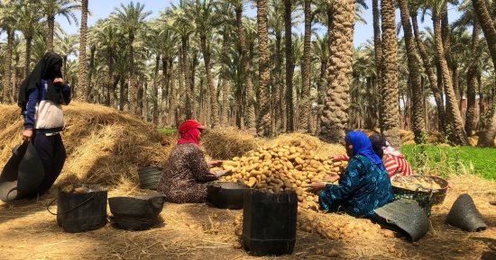 محصول الخير.. فرز وتعبئة البطاطس بمحافظة الجيزة
