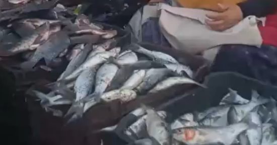 انخفاض أسعار الأسماك وزيادة الإقبال على شرائها.. فيديو 