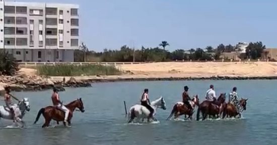 رواج سياحى لرحلات الخيول على شواطئ الغردقة.. فيديو
