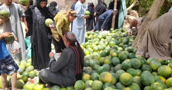البطيخة بـ 5 جنيهات.. زحام على الشراء فى قنا وتراجع كبير للأسعار.. فيديو
