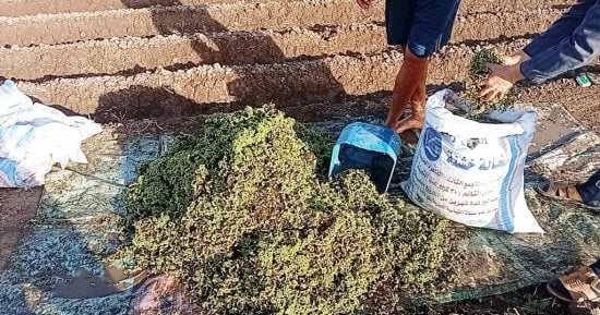 "الأزولا" زراعة جديدة بالمنوفية لتوفير الأعلاف بأسعار مخفضة 5 جنيه للكيلو.. زراعتها تشبه الأرز والإنتاج خلال 15 يوما.. المتر المربع ينتج من 4 إلى 6 كيلو كل أربعة أيام.. نسبة البروتين تصل إلى 18 %