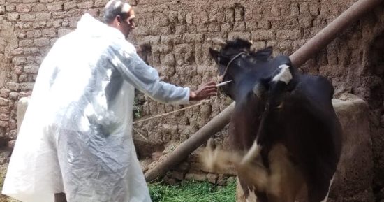 بيطرى الأقصر يحصن الماشية ضد الحمى القلاعية والوادى المتصدع قبل عيد الأضحى 