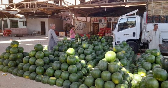 رطب على قلبك بأجمل بطيخ واكسر موجة الحر.. فيديو